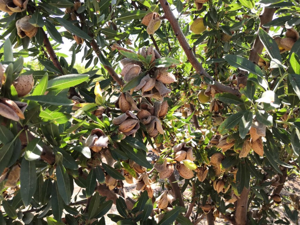 gestion almendros
