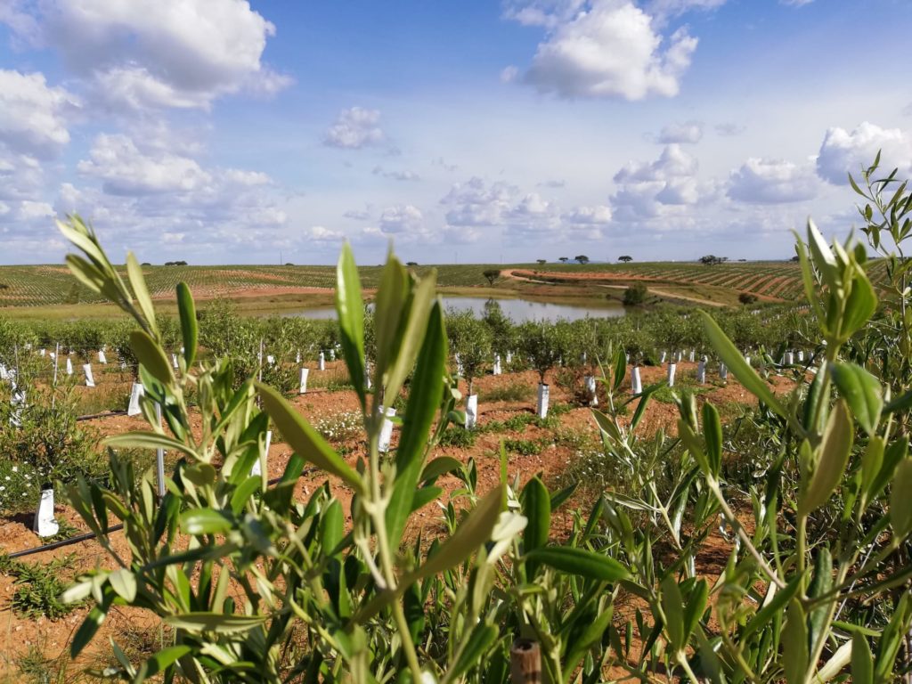 software para el campo