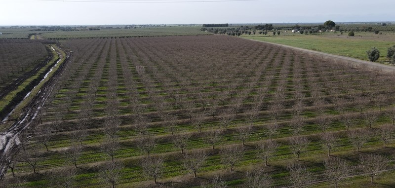 agricultura del carbono
